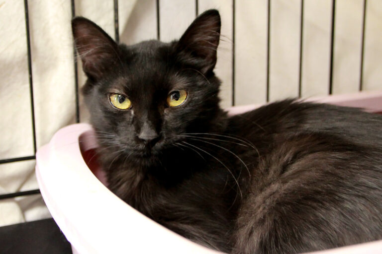 multimedia-foto95504-415-1