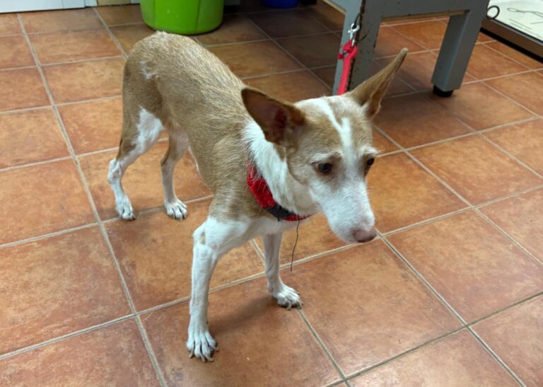 multimedia-foto95511-559-1