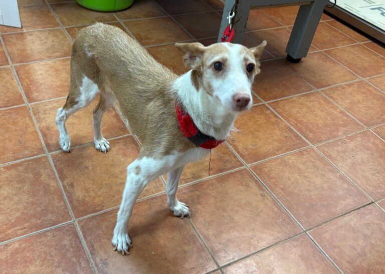 multimedia-foto95512-559-1