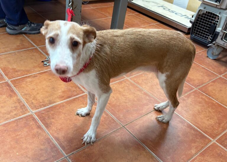 multimedia-foto95514-560-1