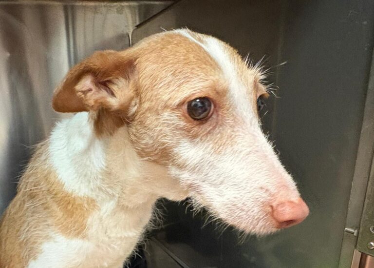 multimedia-foto95515-560-1