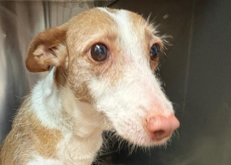 multimedia-foto95517-561-1