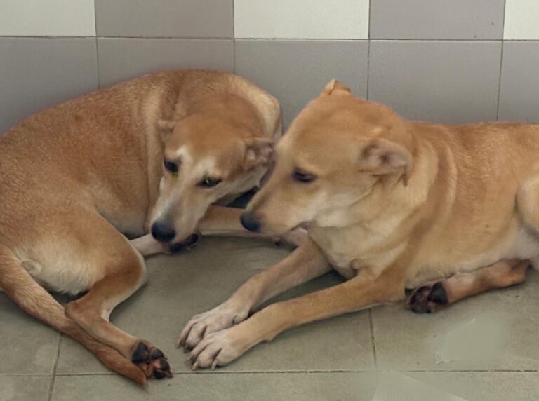 multimedia-foto95530-881-1