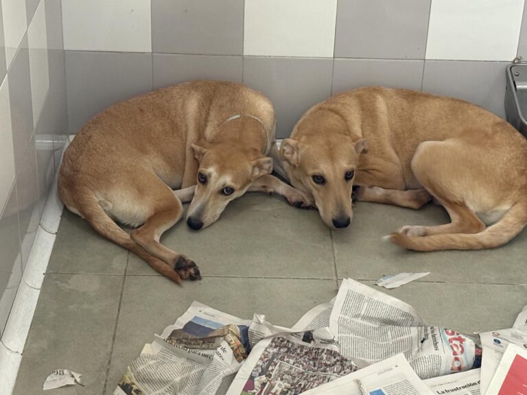 multimedia-foto95535-990-1