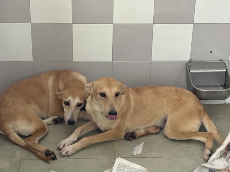 multimedia-foto95536-991-1