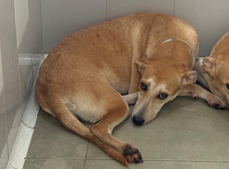 multimedia-foto95537-991-1