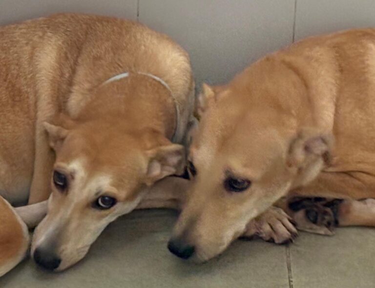 multimedia-foto95538-991-1