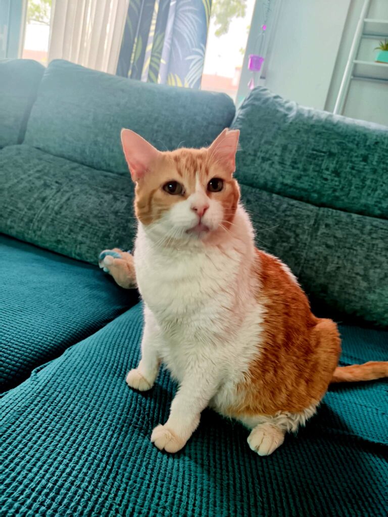 multimedia-foto95540-65-3