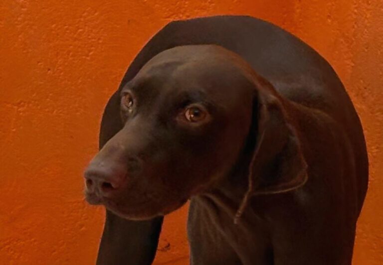 multimedia-foto95555-183-1