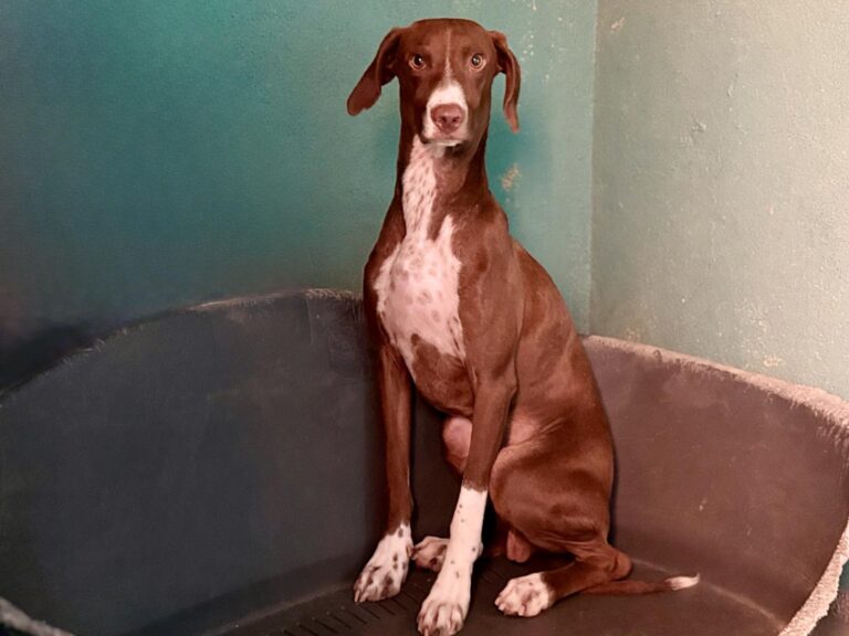 multimedia-foto95558-173-1