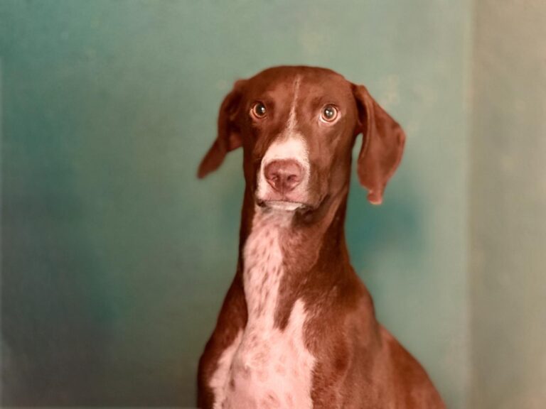 multimedia-foto95559-174-1