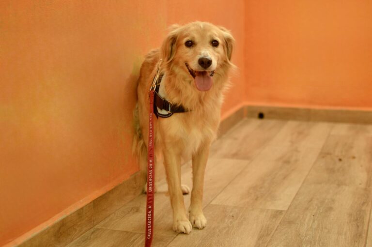 multimedia-foto95562-220-1