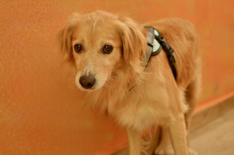 multimedia-foto95563-221-1