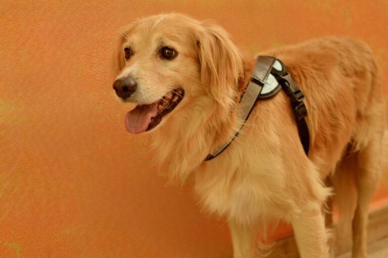 multimedia-foto95564-221-1