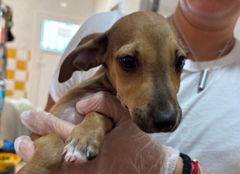 multimedia-foto95586-143-1