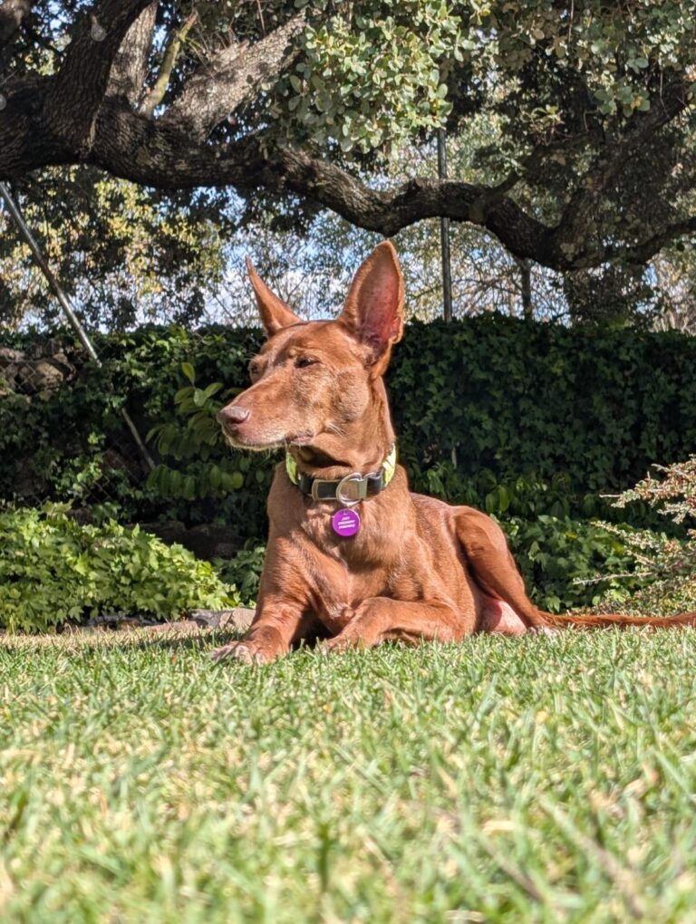 multimedia-foto95602-387-1