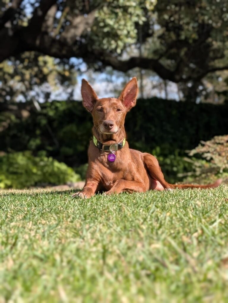 multimedia-foto95603-387-1