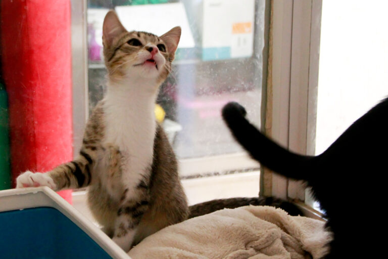 multimedia-foto95604-488-1