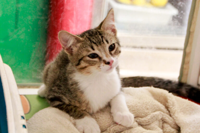 multimedia-foto95605-488-1