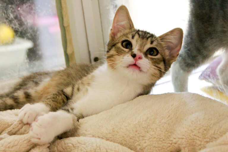 multimedia-foto95606-489-1