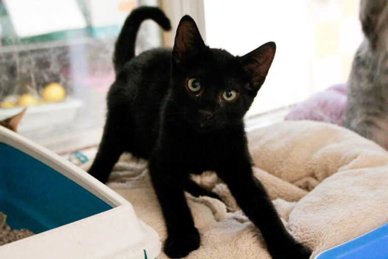 multimedia-foto95607-593-1