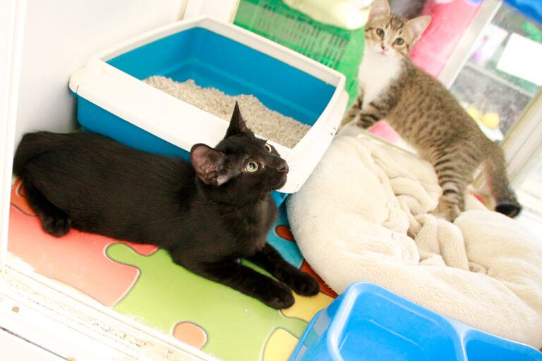 multimedia-foto95608-594-1