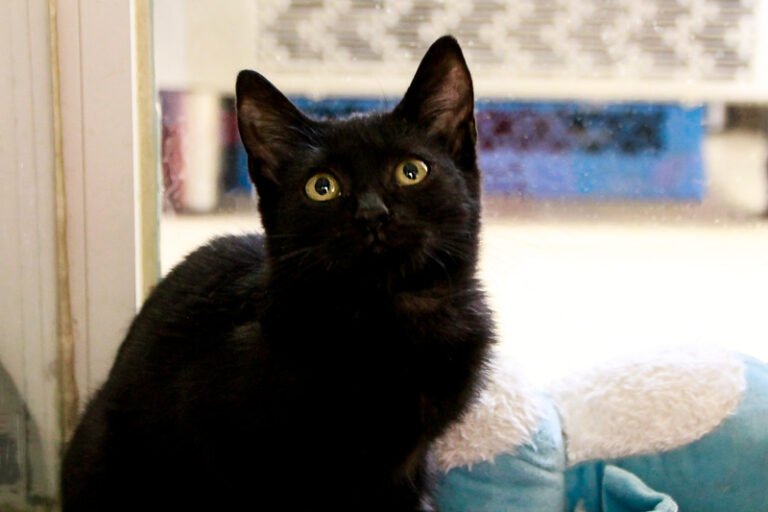 multimedia-foto95610-955-1