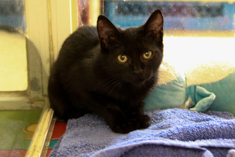 multimedia-foto95611-955-1