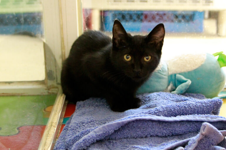 multimedia-foto95612-955-1