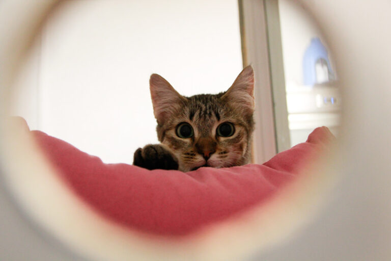 multimedia-foto95613-52-1