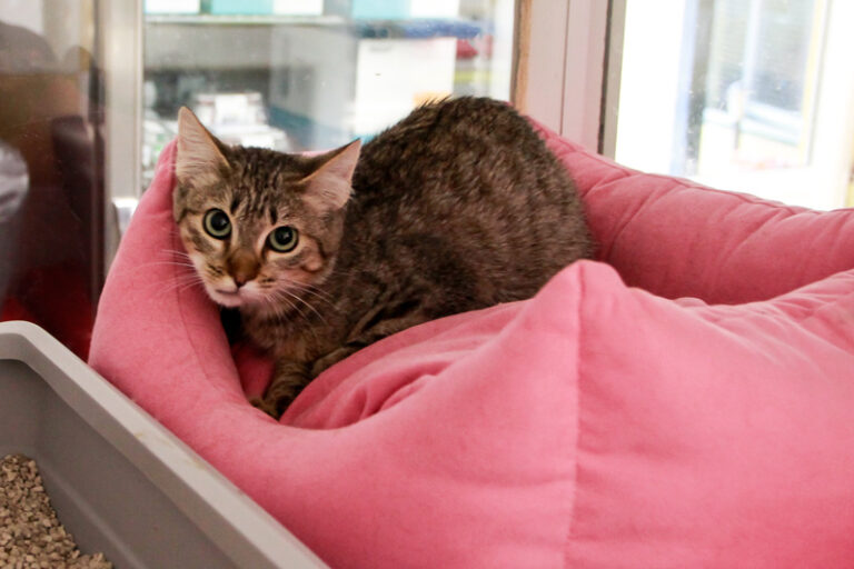 multimedia-foto95614-52-1