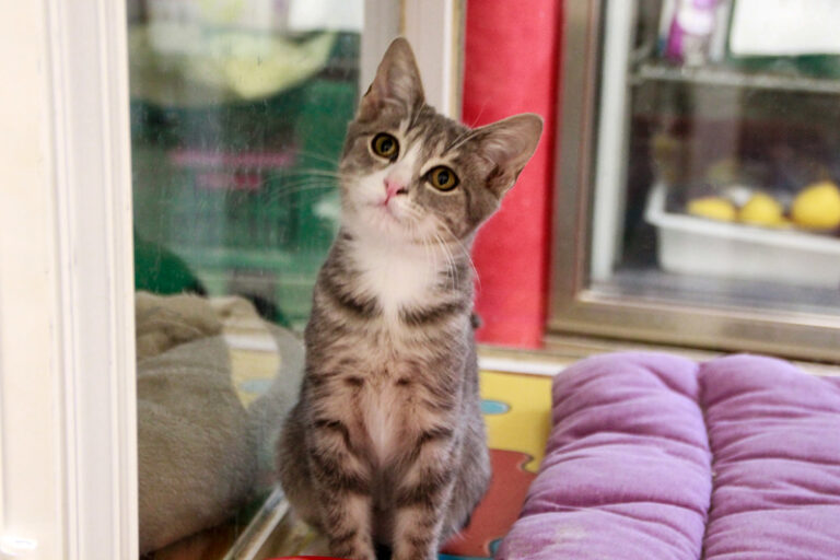 multimedia-foto95615-155-1