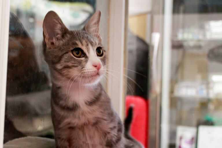 multimedia-foto95616-155-1