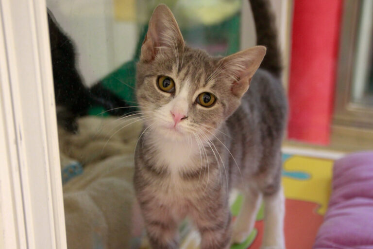 multimedia-foto95617-155-1