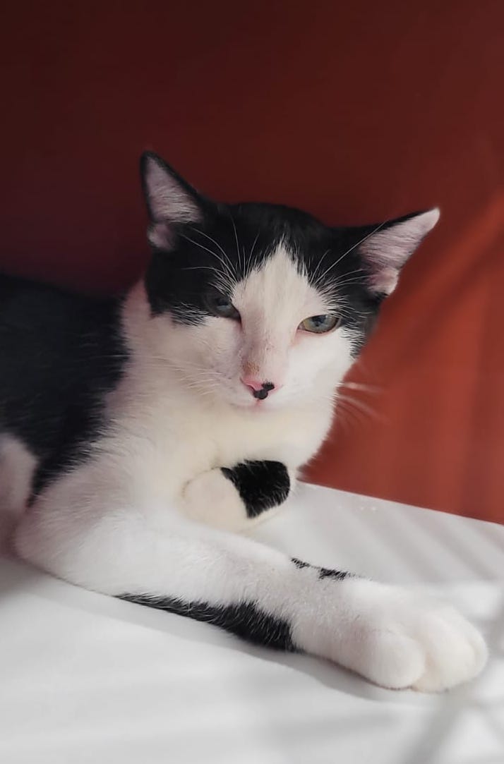 multimedia-foto95618-337-1