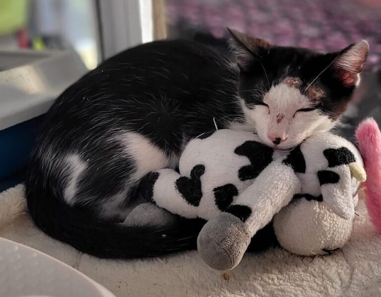 multimedia-foto95619-337-1