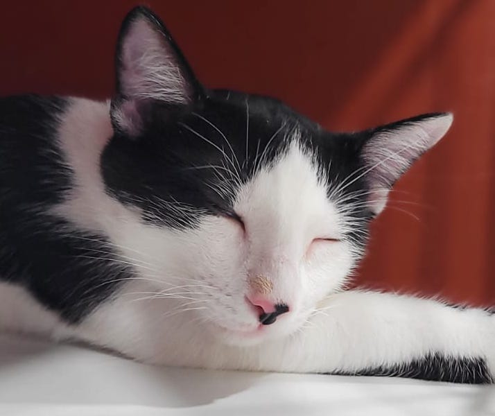 multimedia-foto95620-337-1