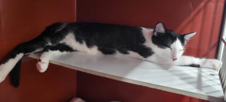 multimedia-foto95621-337-1