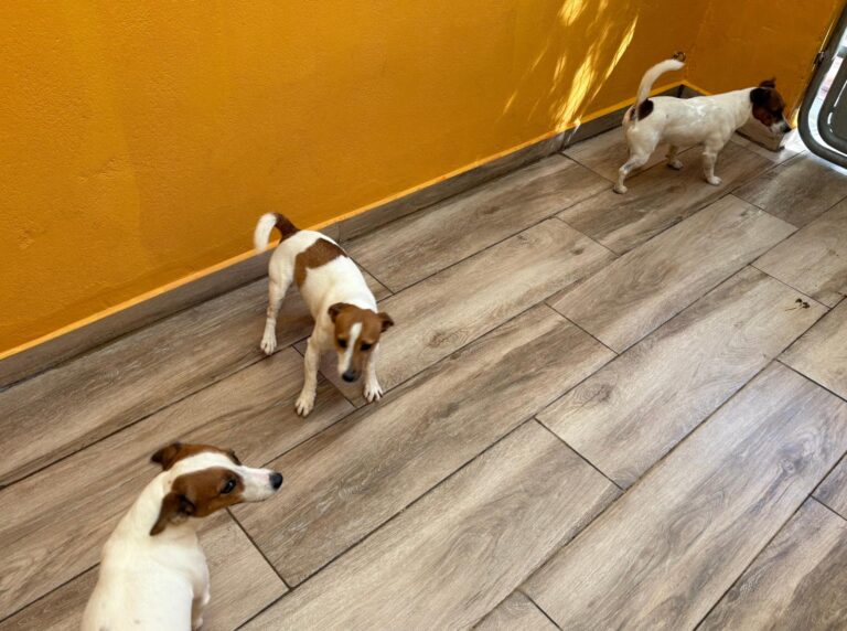 multimedia-foto95684-349-1