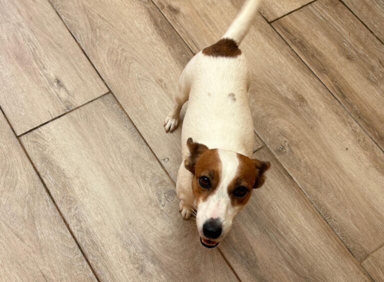 multimedia-foto95685-349-1