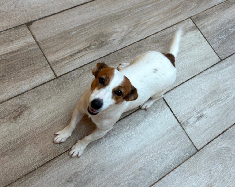 multimedia-foto95686-349-1