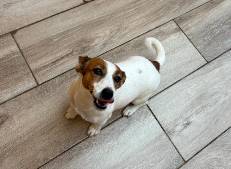 multimedia-foto95687-350-1