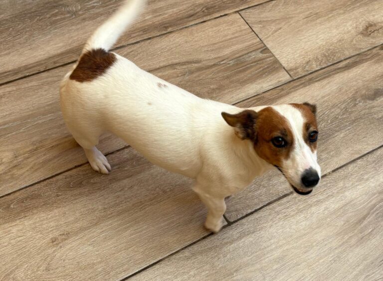 multimedia-foto95688-350-1