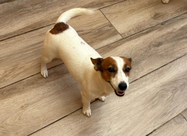 multimedia-foto95689-350-1