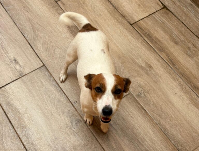 multimedia-foto95690-351-1