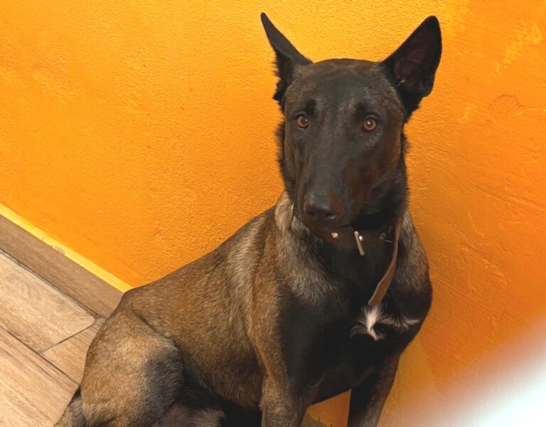 multimedia-foto95738-163-1