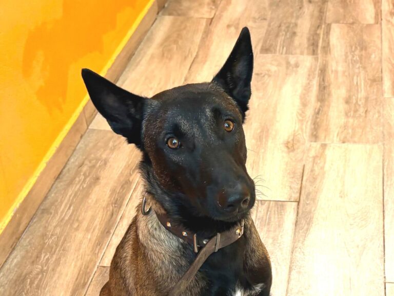 multimedia-foto95740-163-1