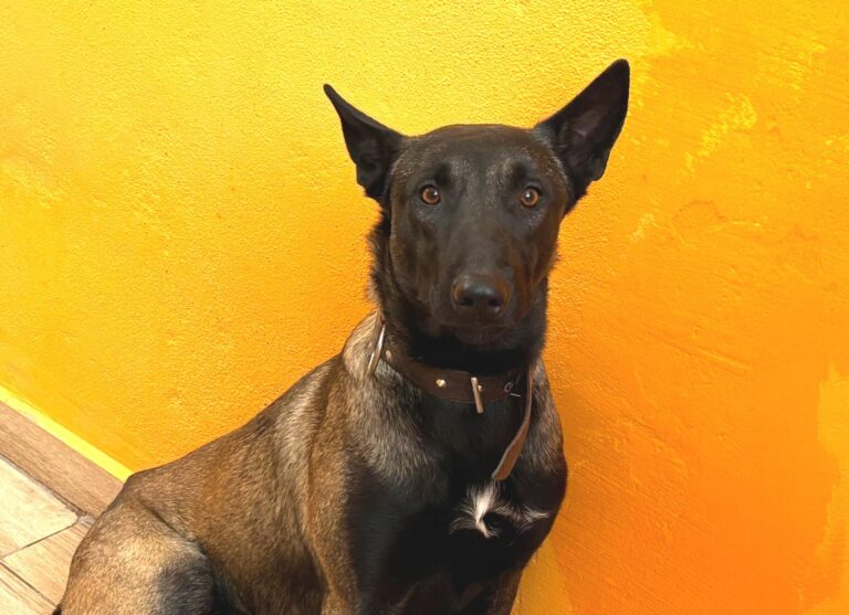 multimedia-foto95742-164-1