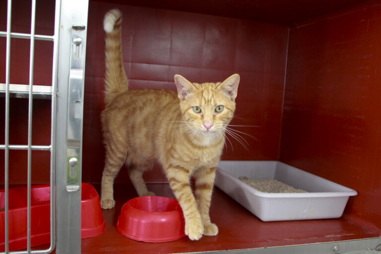 multimedia-foto95770-770-1