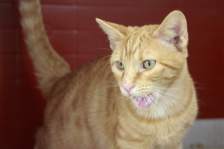 multimedia-foto95771-770-1